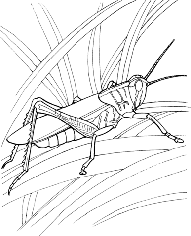 Grasshopper In The Garden Coloring Page